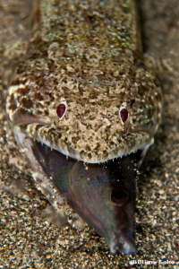 Lizardfish & its newly caught meal by William Loke 